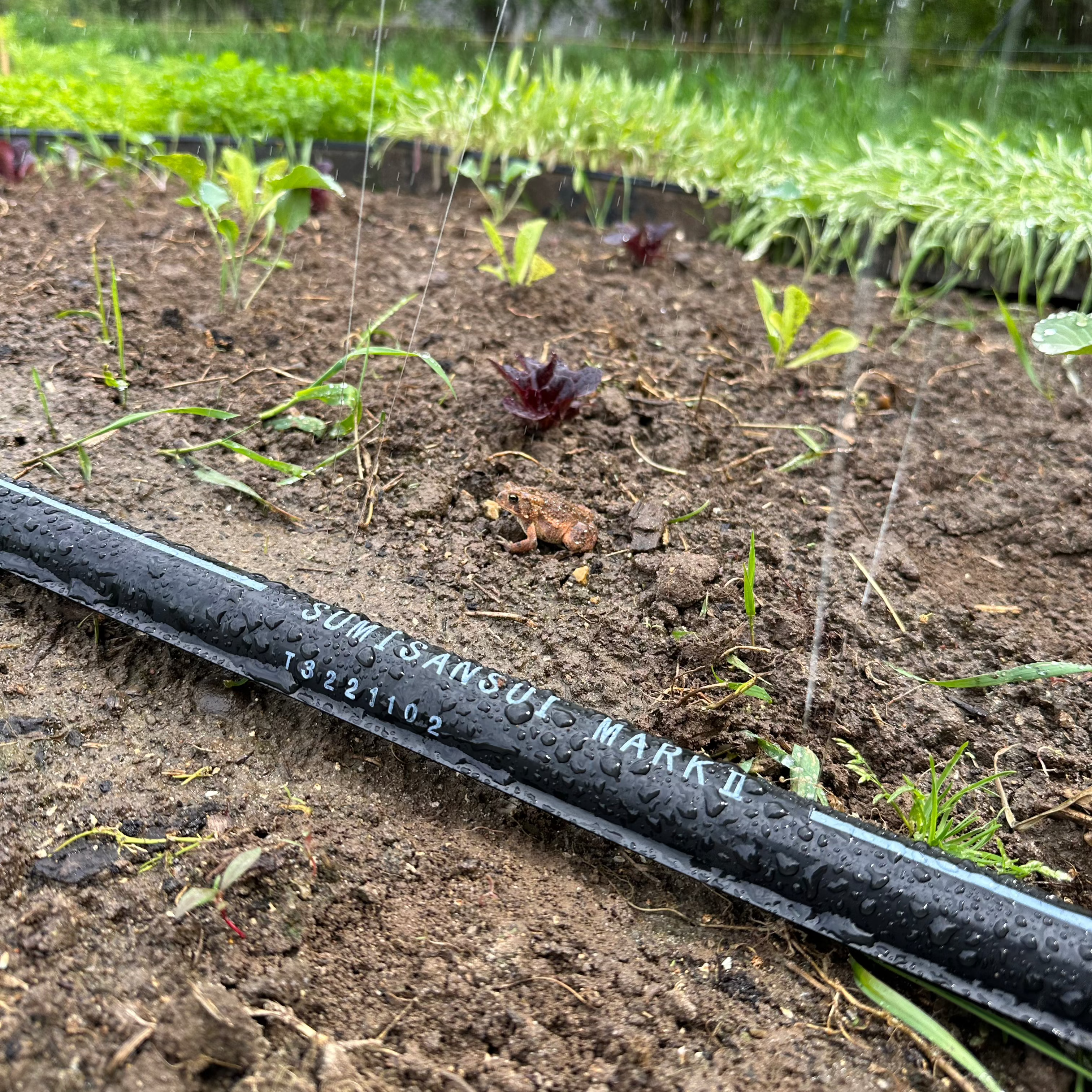 Sumisansui Mark II irrigation tube with toad or frog gentle rain irrigation of seedlings and tranplants plus germination of seeds. Sumi Soaker Mark 2 vegetable farm irrigation