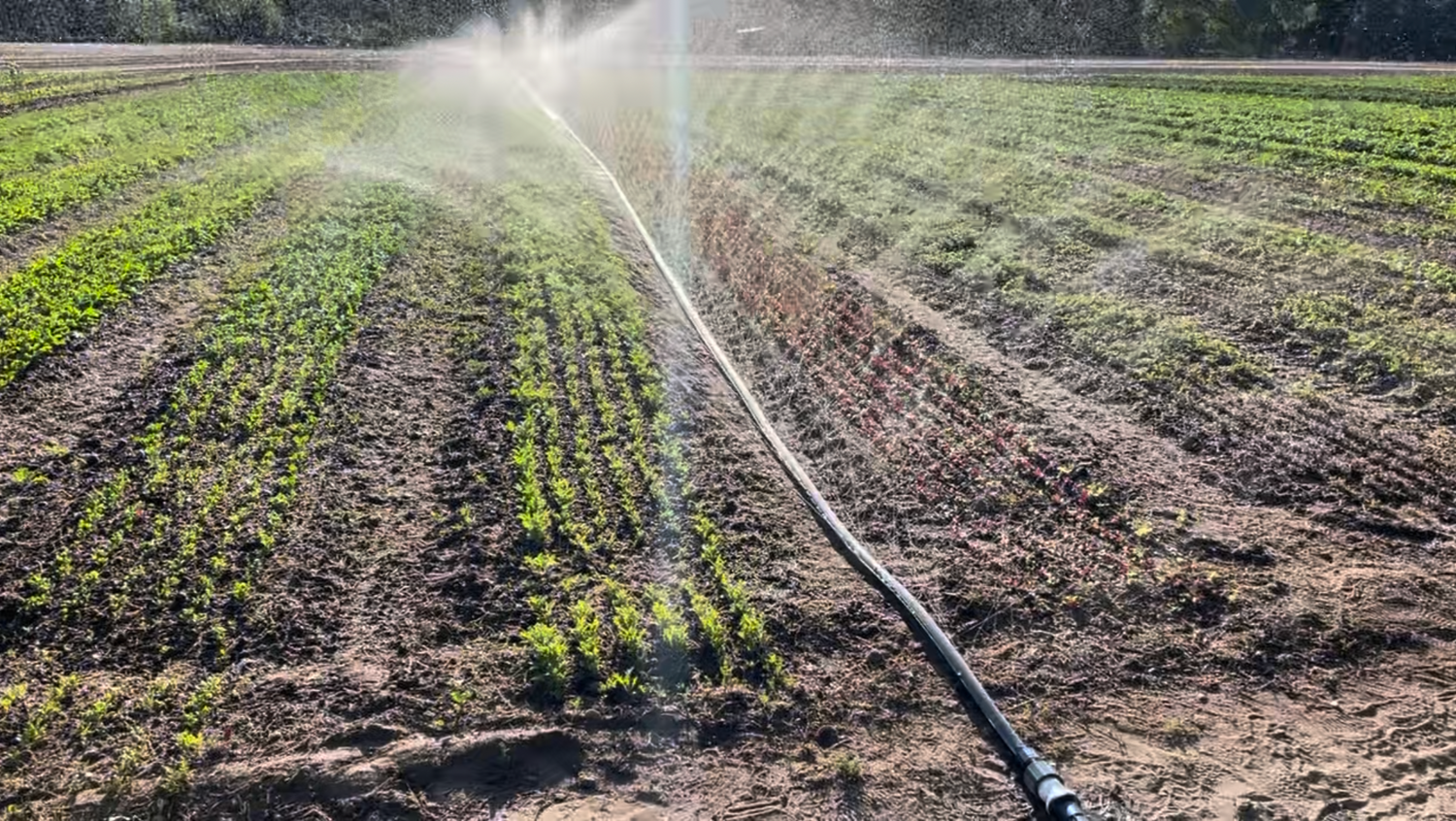 Sumisansui R-Wide Sumi Soaker Max irrigation watering irrigating field of lettuce